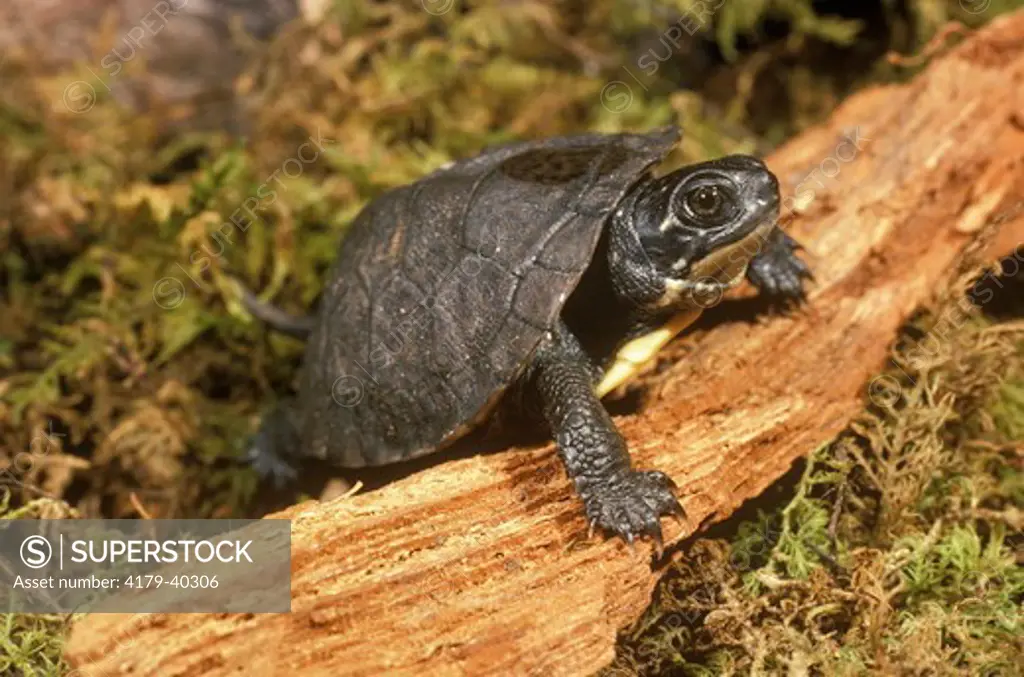 Hatchling Blandings Turtle (Emydoidea blandingi)