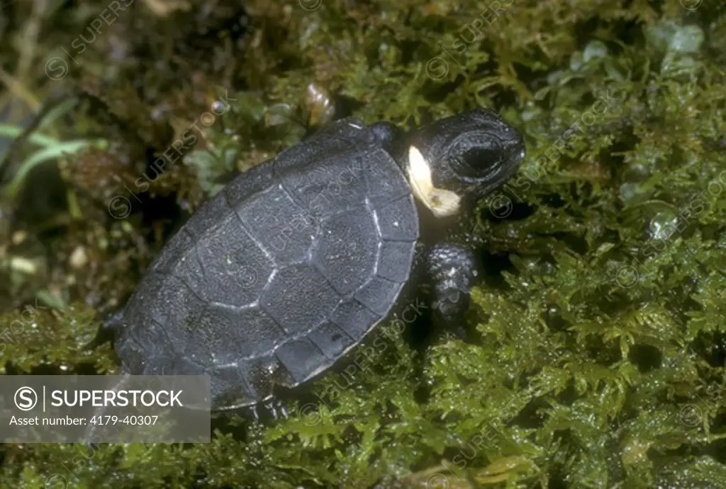 Juvenile Bog Turtle (Clemmys muhlenbergi)