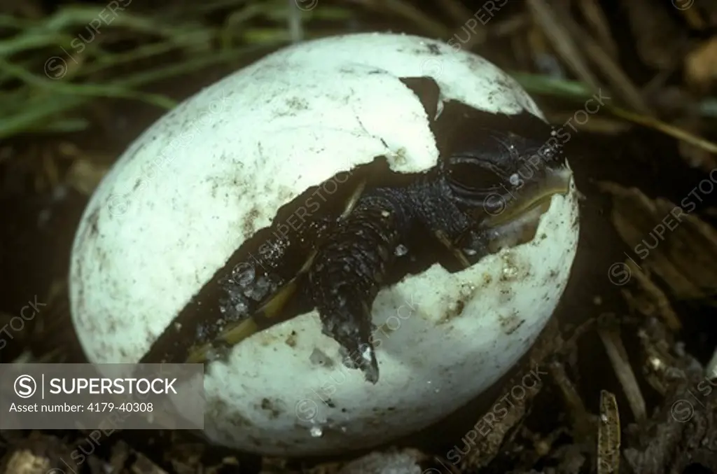 Eastern Box Turtles Hatching (Terrapene c. carolina)
