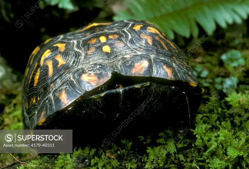 Eastern Box Turtle (Terrapine carolina)