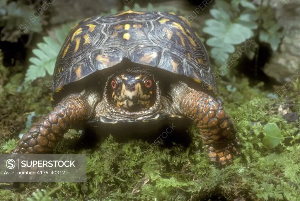 Eastern Box Turtle (Terrapene c. carolina)
