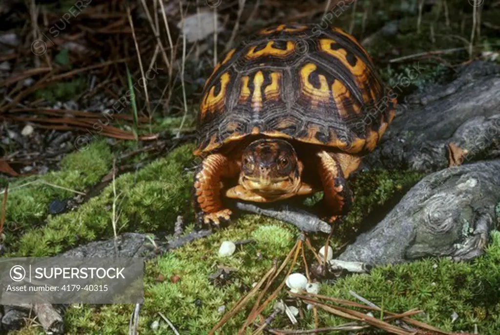 Juvenile Eastern Box Turtle (Terrapena c. carolina)