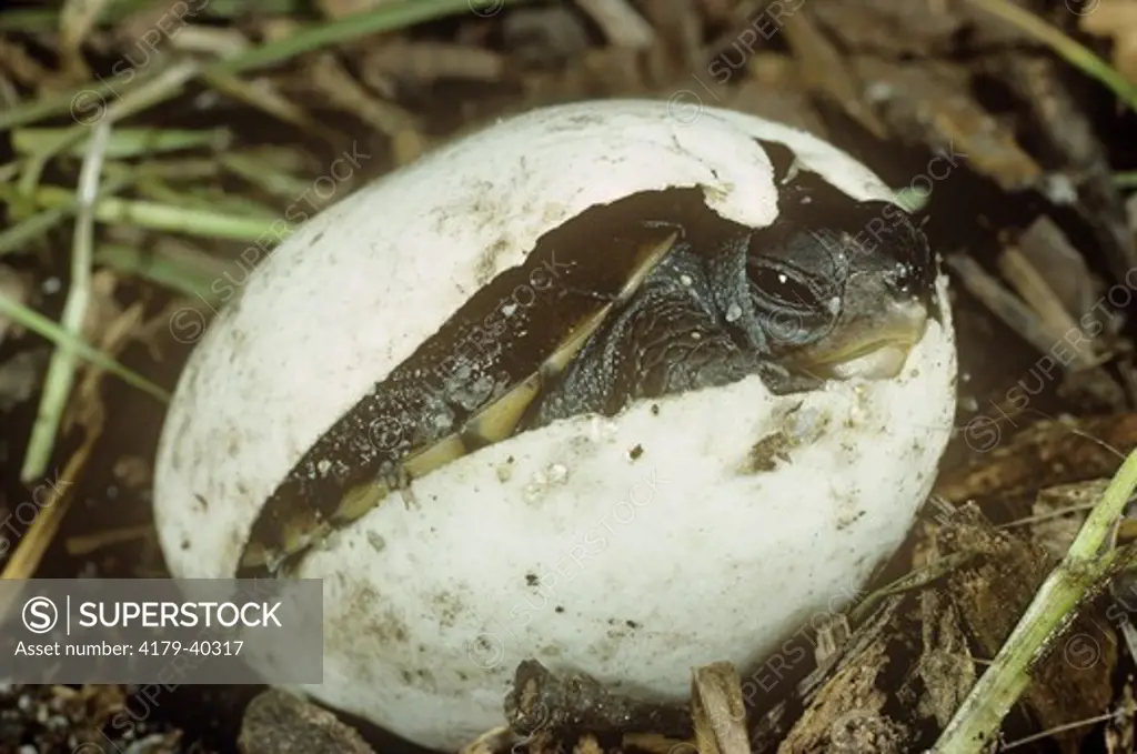 Hatching E. Box Turtle (Terrapene c. carolina)
