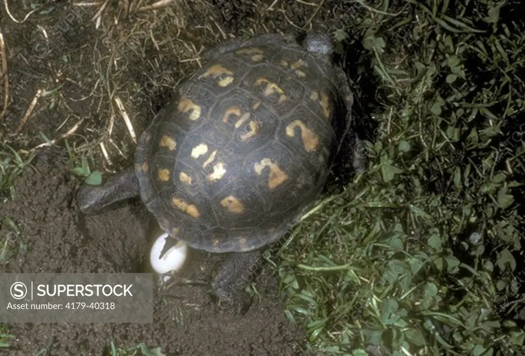 Eastern Box Turtle laying eggs in to nest  (Terrapene carolina)