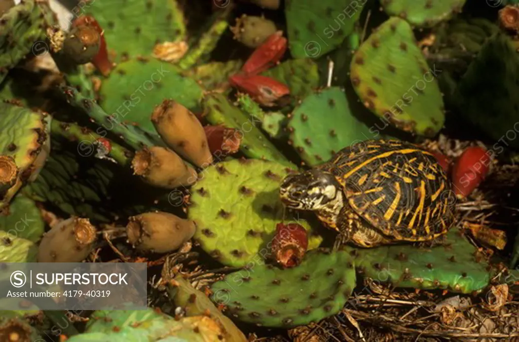 Ornate Box Turtle (Terrapene ornata) Eating Prickly Pear/SW USA