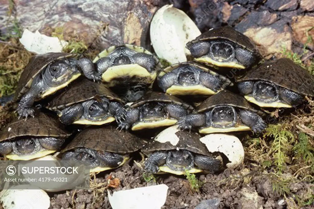 Hatchling Blandings Turtles (Emdoidea blandingi)