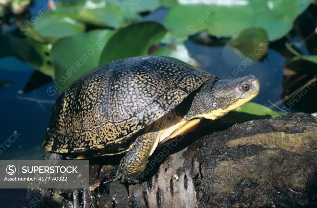 Blanding's Turtle (Emydoidea blandingi)