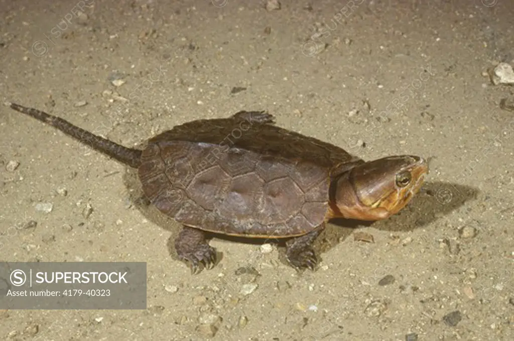 Asiatic Big headed turtle, Platysternon megacephalum