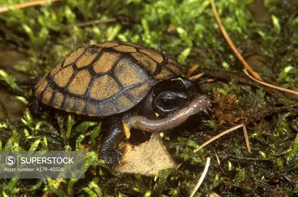 Bog Turtle Eating Worm  (Clemmys muhlenbergi) *Endangered/Pennsylvania