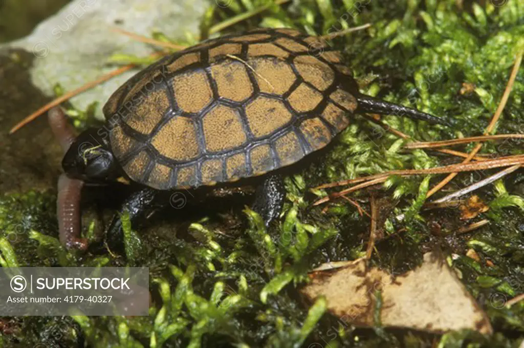 Bog Turtle Eating Worm (Clemmys muhlenbergi) Pennsylvania - Endangered