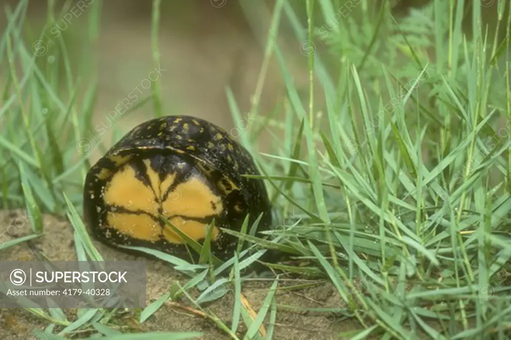 Gulf Coast Box Turtle (Terrapene carolina) with closed shell, FL Panhandle