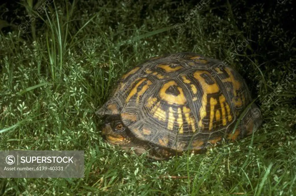 Eastern Box Turtle (Terrapene c.carolina) Hutcheson Forest J, New Jersey
