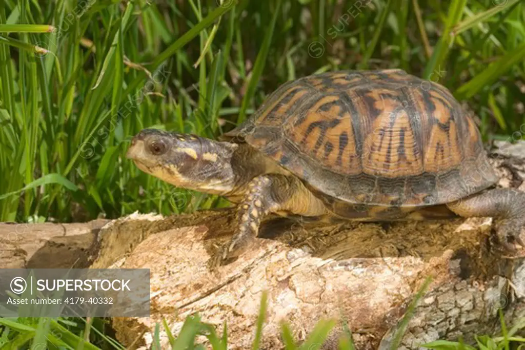 Eastern box turtle (Terrapene c. carolina) Kettle River, MN