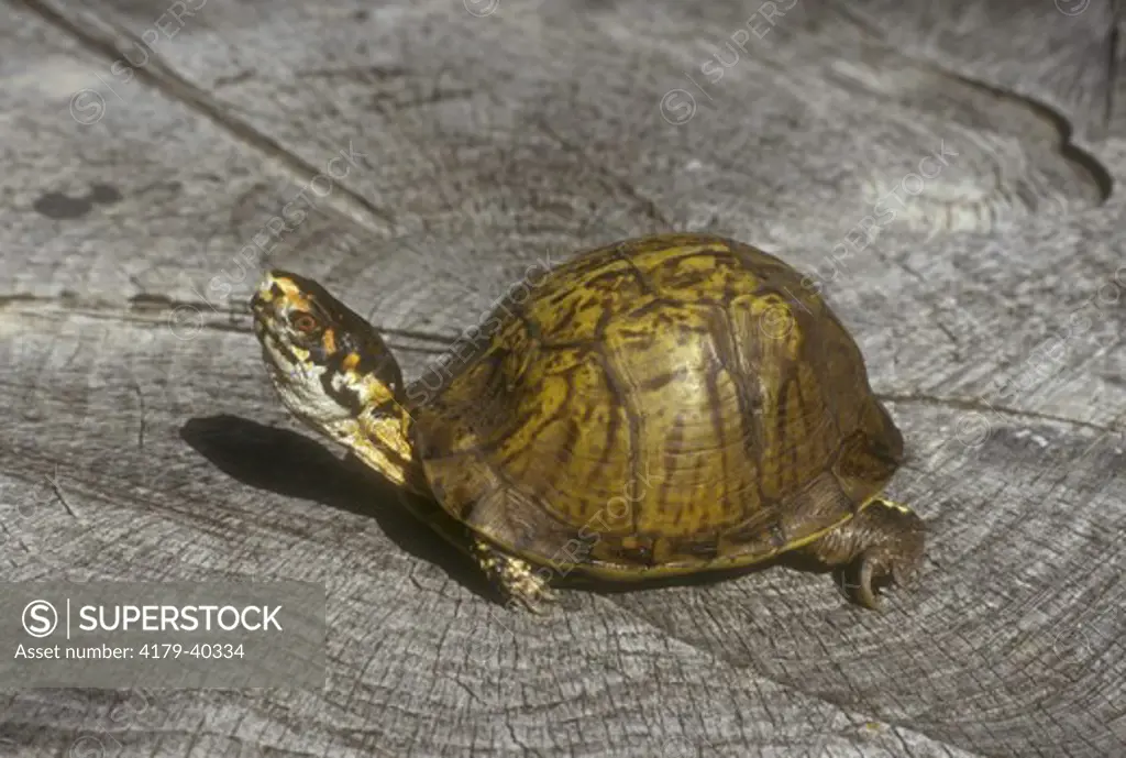 Eastern Box Turtle (Terrapene carolina) USA (Georgia)