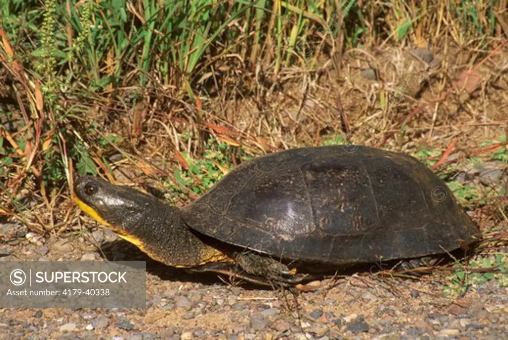 Blandings Turtle (Emydoidea blandingi)