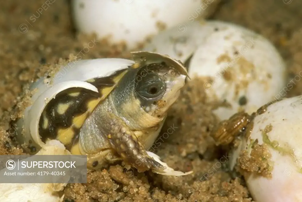 Ornate Box Turtle Hatching (Terrapene O. ornata) Sauk Co., Wi, Spring Green TNC site