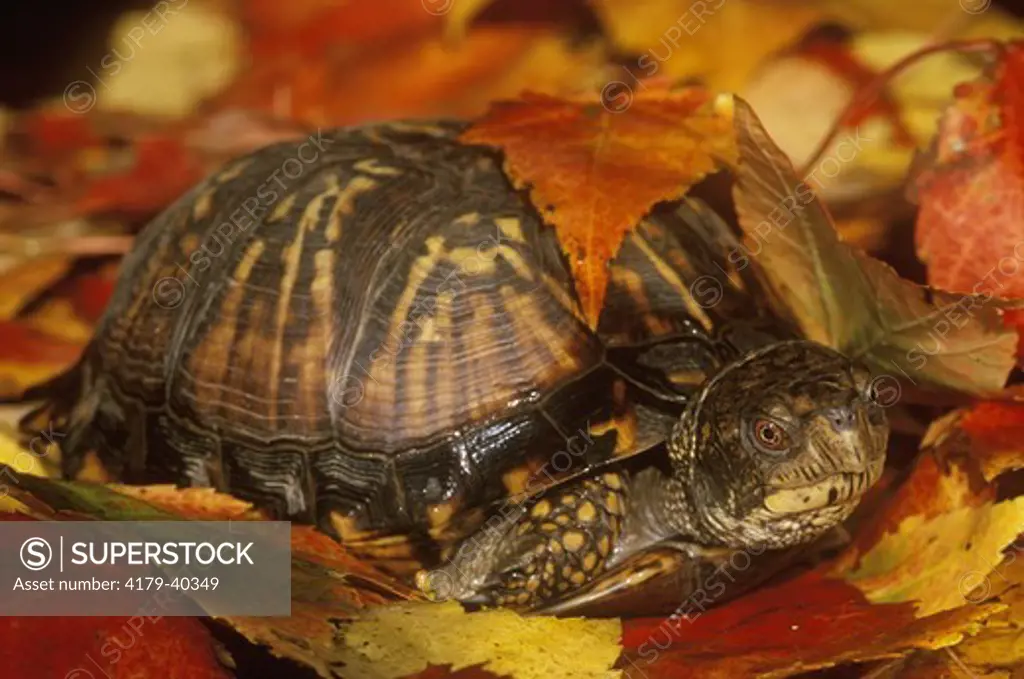 Eastern Box Turtle (Terrapene c. carolina)