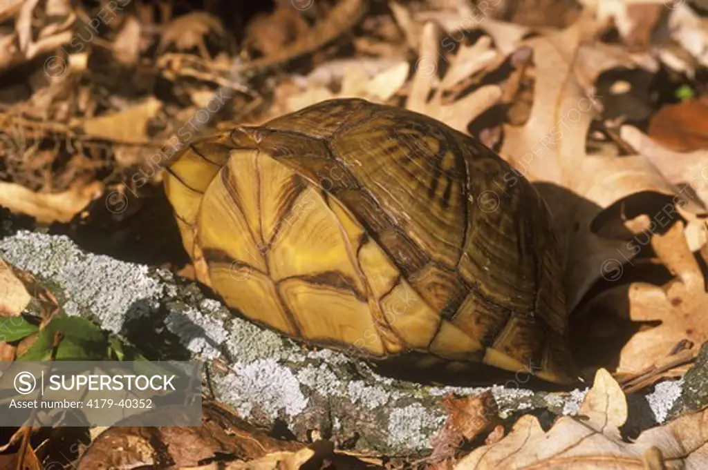 Three-toed Box Turtle (Terrapene carolina triunguis), MO