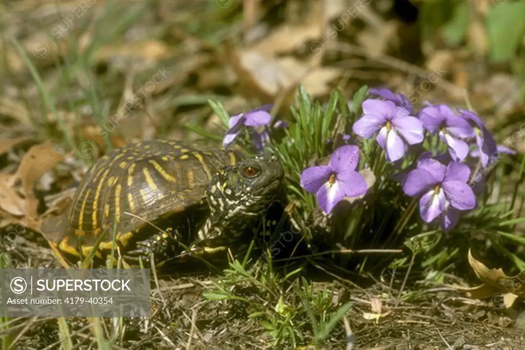 Ornate Box Turtle, male (Terrapene o ornata) & Birdfoot Violet, IL, Illinois