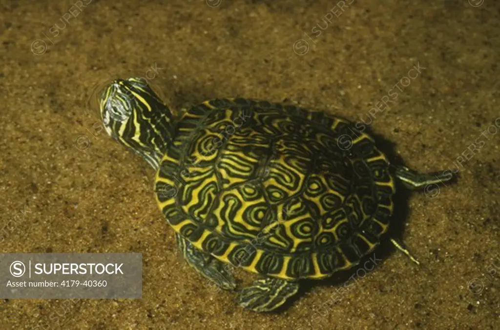 Hieroglyphic River Cooter (Pseudemys concinna hieroglyphica), IC