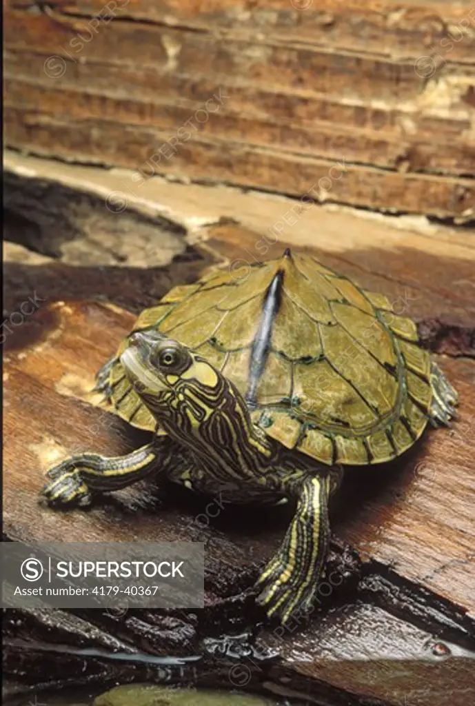 Escambia Map Turtle (Graptemys ernsti), AL