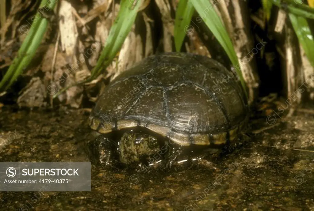Eastern Mud Turtle (Kinosternon subrubrum), New Jersey