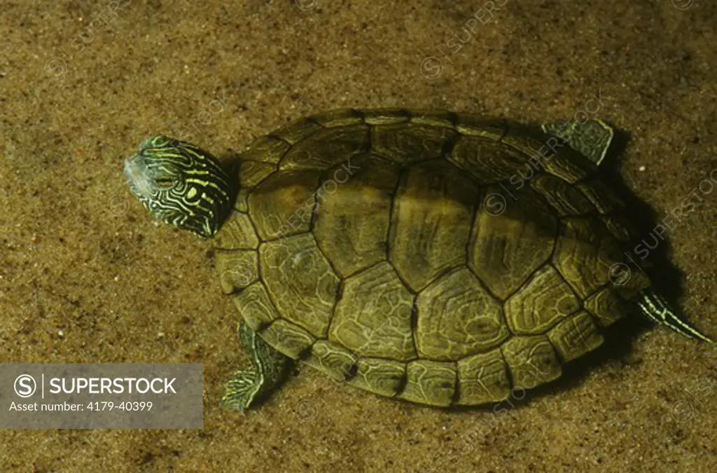 Common Map Turtle (Graptemys geographica)
