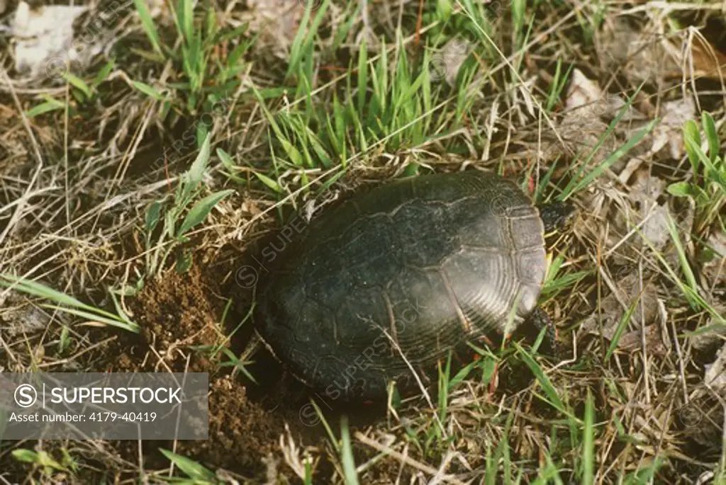 Midland Painted Turtle (Chrysemys picta marginata) Digging Nest/MI