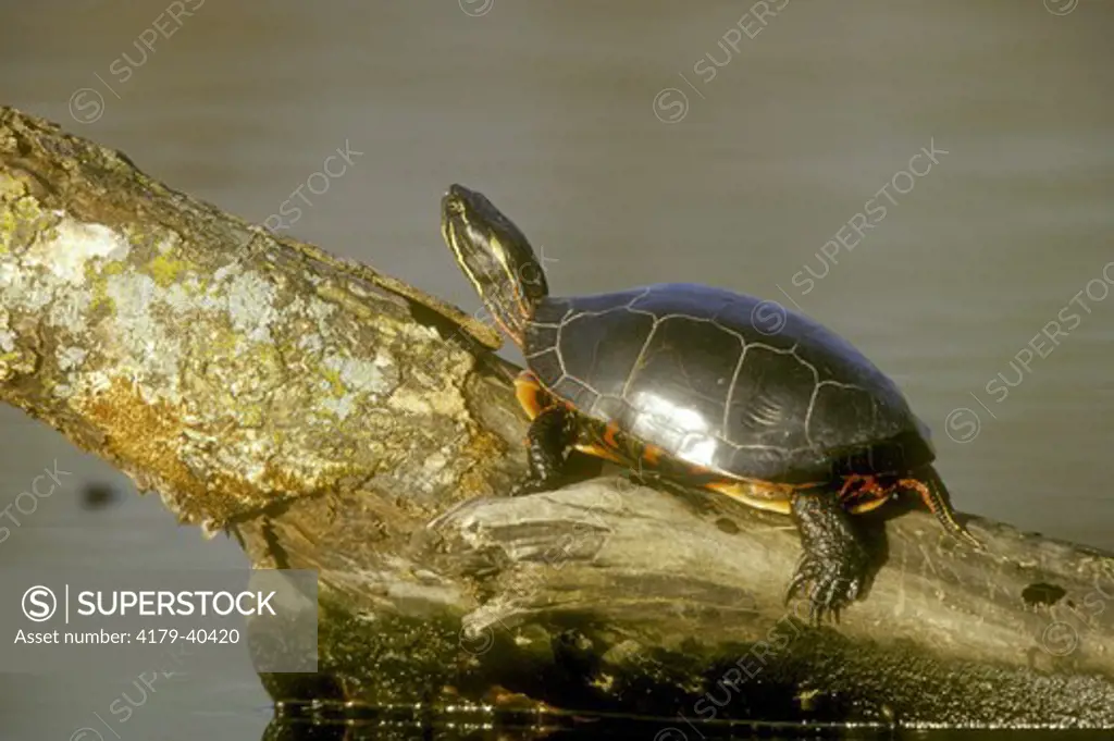 Painted Turtle (Chrysemys picta) on log in wetland, Marion Co.  IL