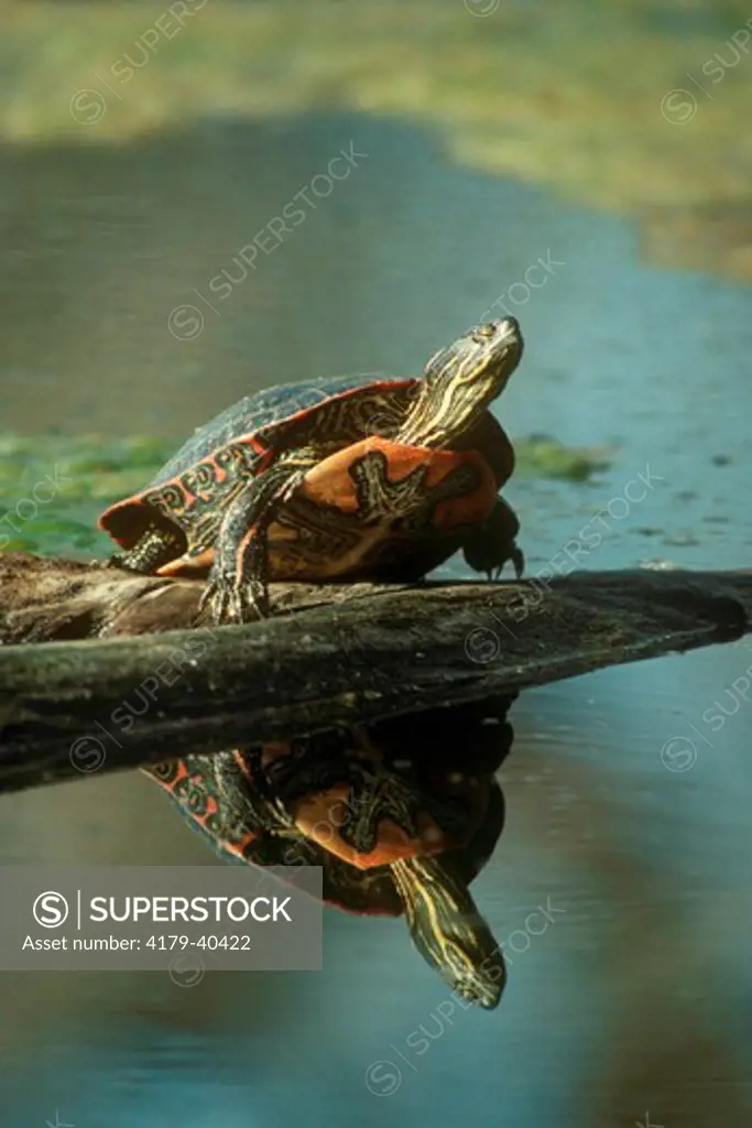 Painted Turtle & Reflection (chrysemys picta)