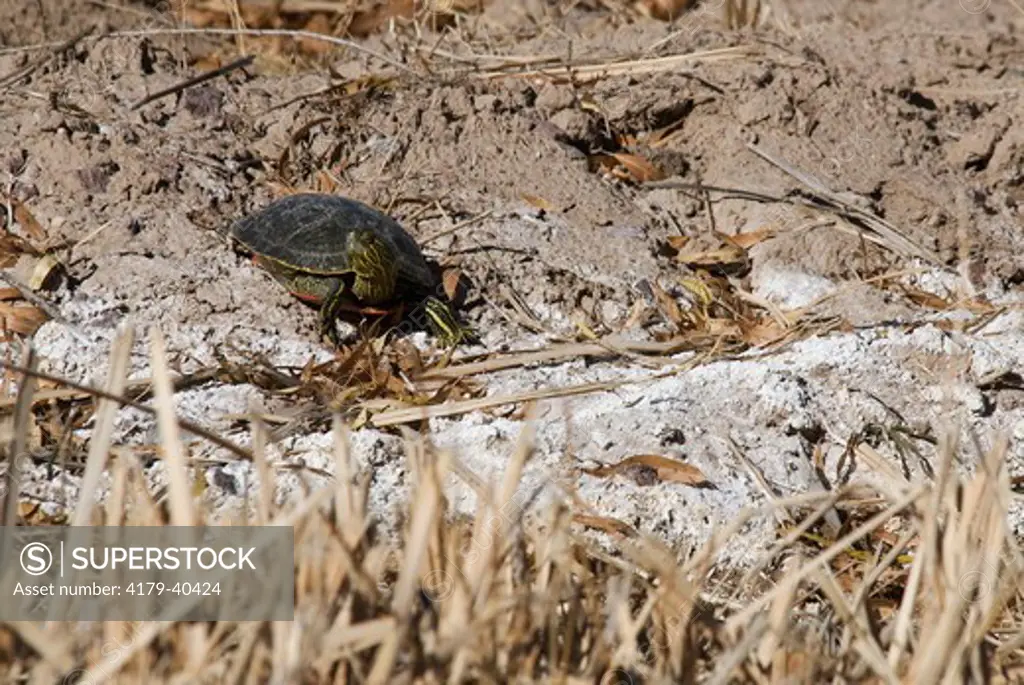 Western Painted Turtle (Chrysemys picta belli) Bosque del Apache NWR, New Mexico, USA, December 2008