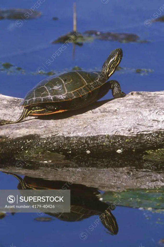 Painted Turtle w/ reflection (Chrysemys picta) Ft. Niobrara NWR, NE USA