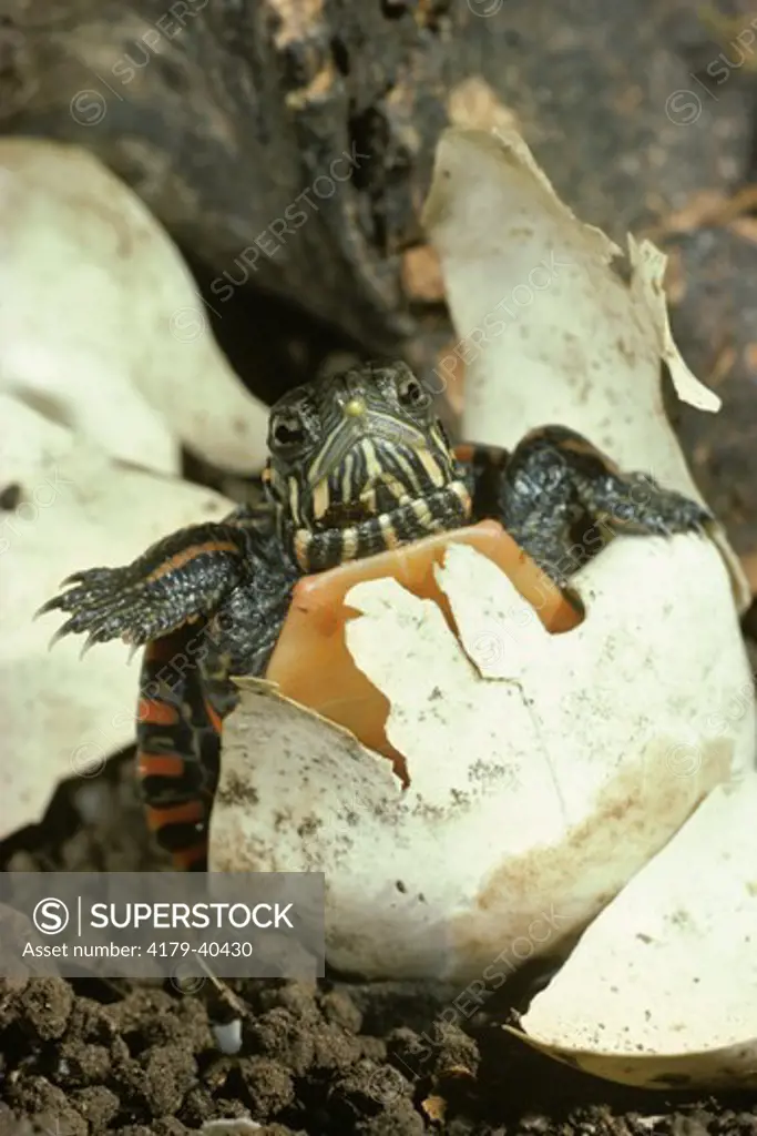 Eastern Painted Turtle (Chrysemys picta) hatching, note egg tooth used to open shell
