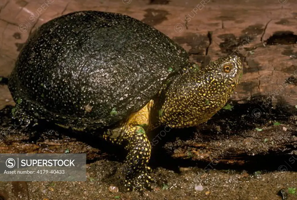 European Pond Turtle (Emus orbicularis)