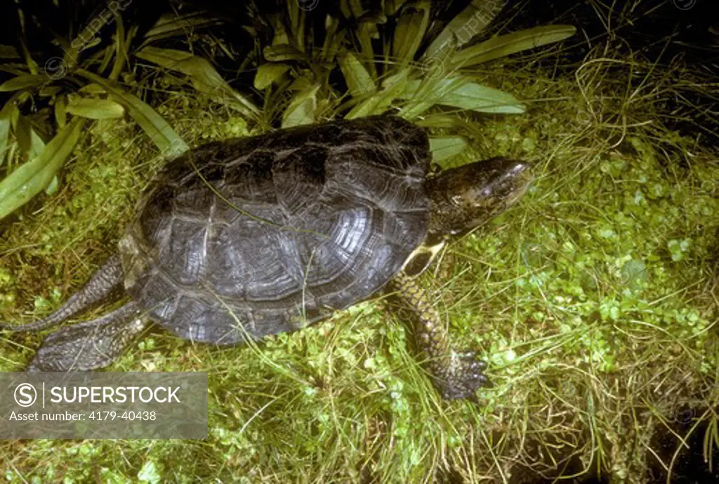 Western Pond Turtle (Clemmys marmorata)