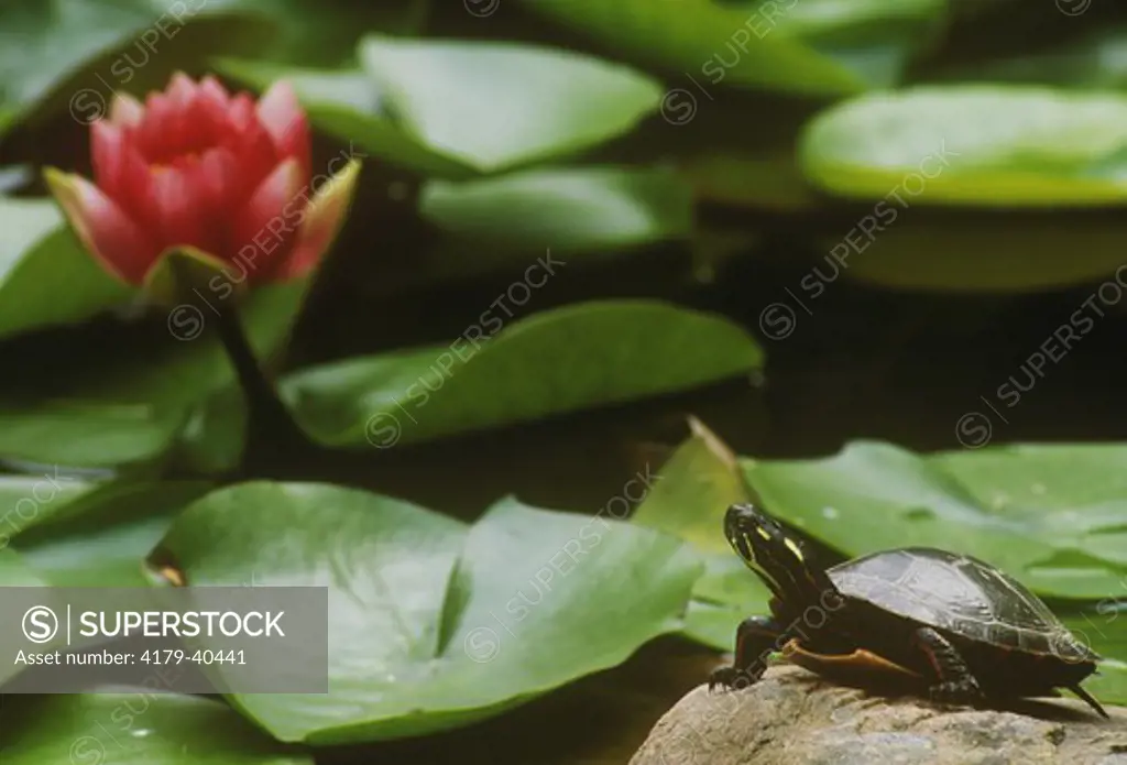 Midland Painted Turtle (Chrysemys p marginata) Upstate NY