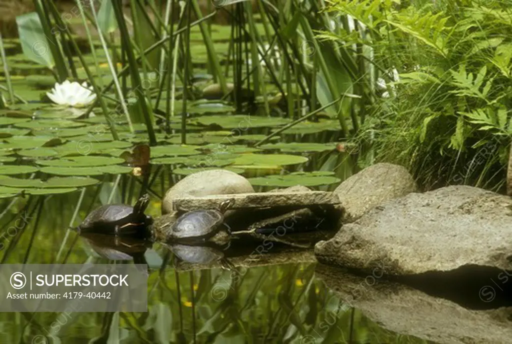 Eastern Painted Turtles basking at Edge of Pond, Adirondacks, NY (Chrysemys picta) habitat