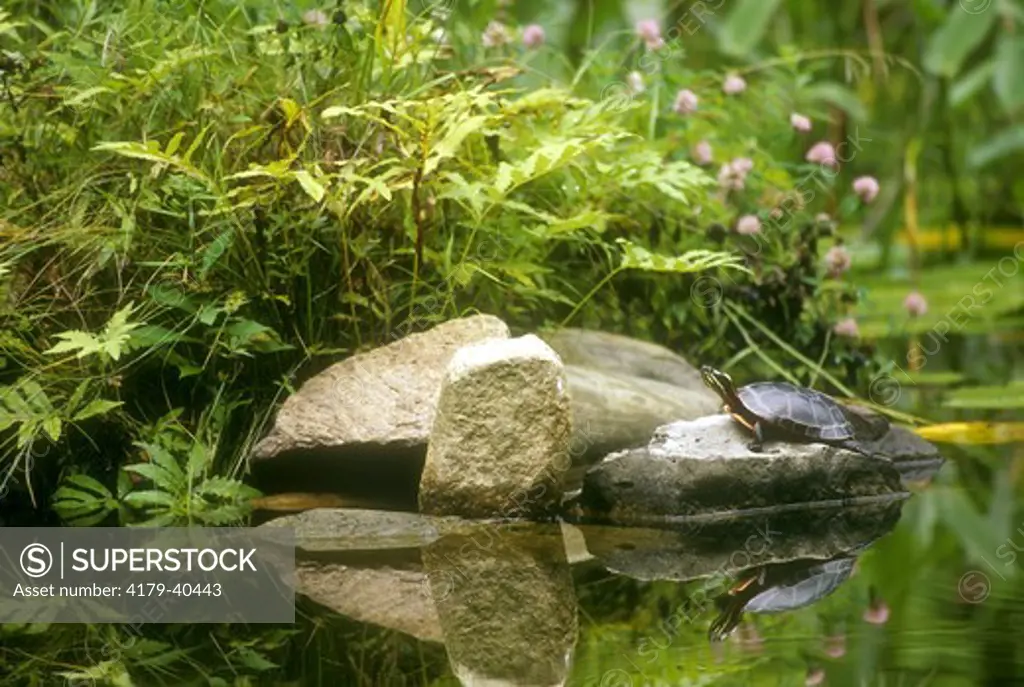Midland Painted Turtle (Chrysemys picta marginata), Adirondacks, NY habitat