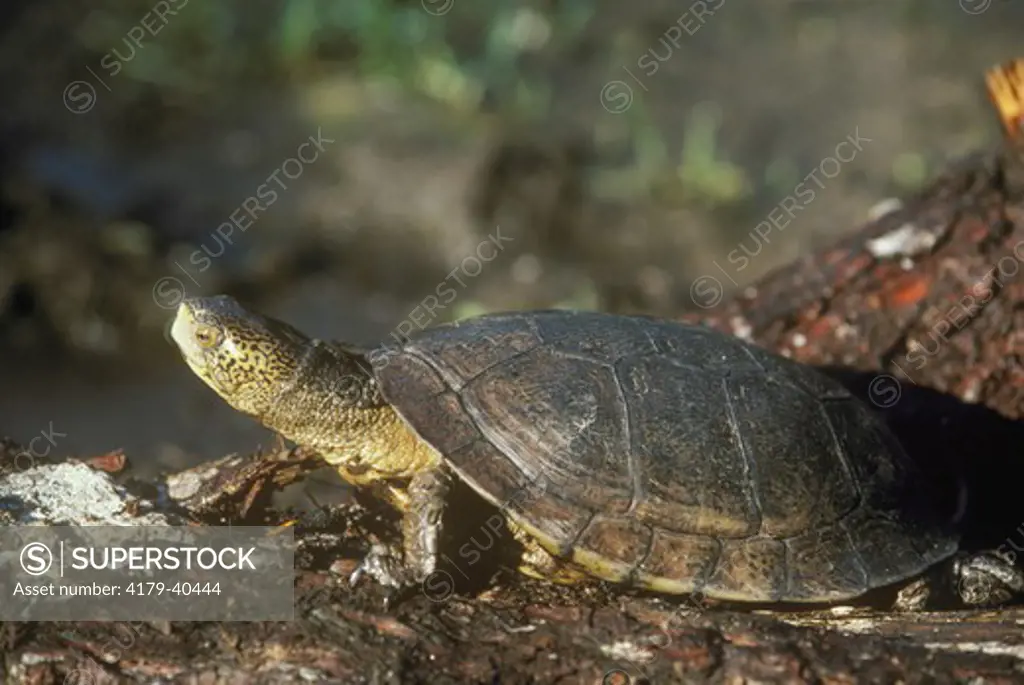 West Pond turtle (Clemmys marmorata) CA