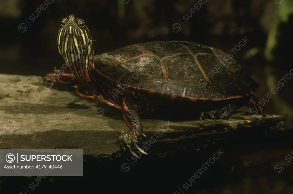 Eastern Painted Turtle showing long claws - Male  (Chrysemys picta) PA