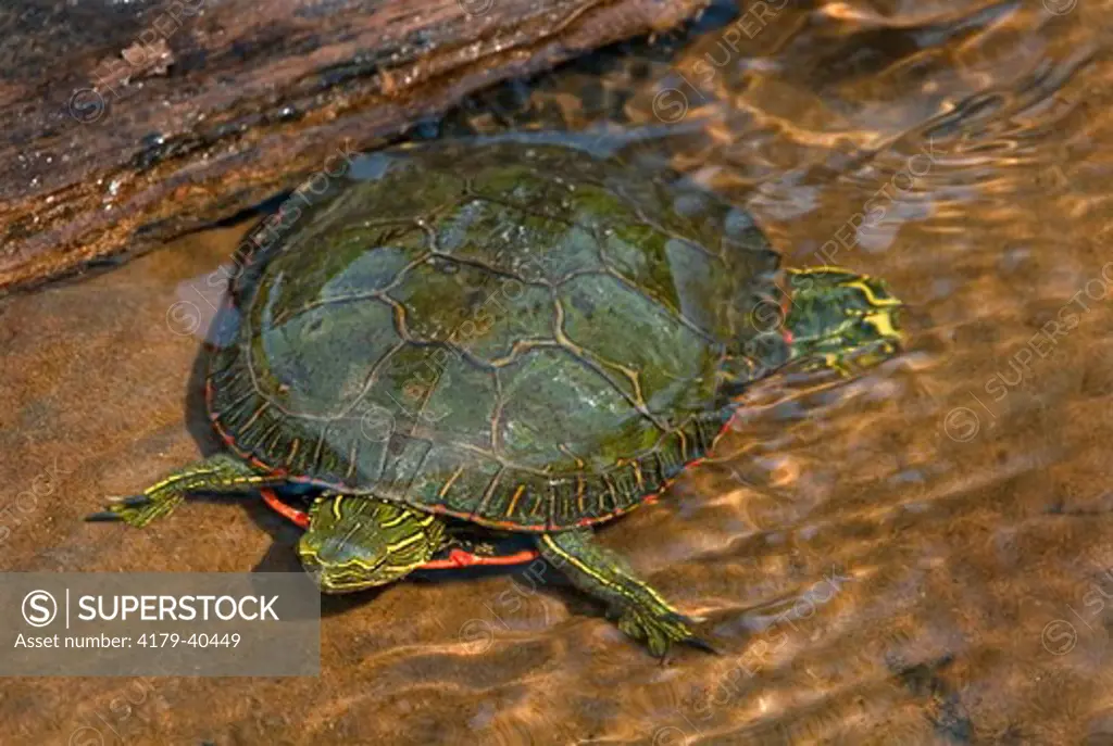 Western painted turtle (Chrysemys picta belli) swims underwater Kettle River NSR, Sandstone, MN Controlled situation