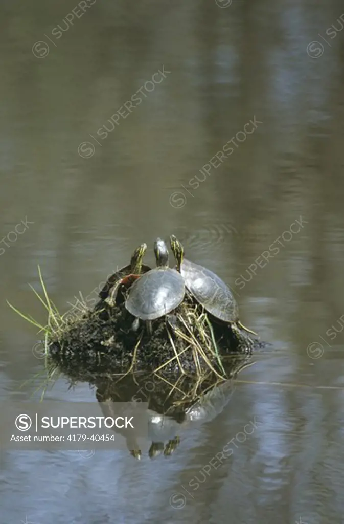 Western Painted Turtle (Chrysemys picta bellii) Trempealeau NWR/WI, Wisconsin