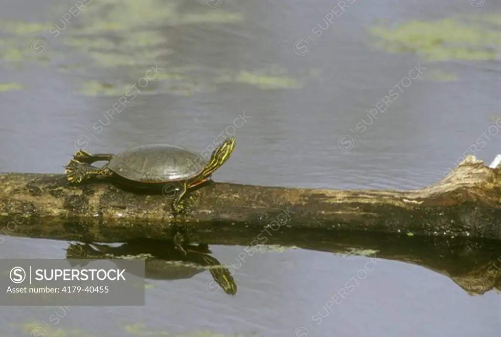 Western Painted Turtle (Chrysemys picta bellii) Trempealeau NWR, WI, Wisconsin