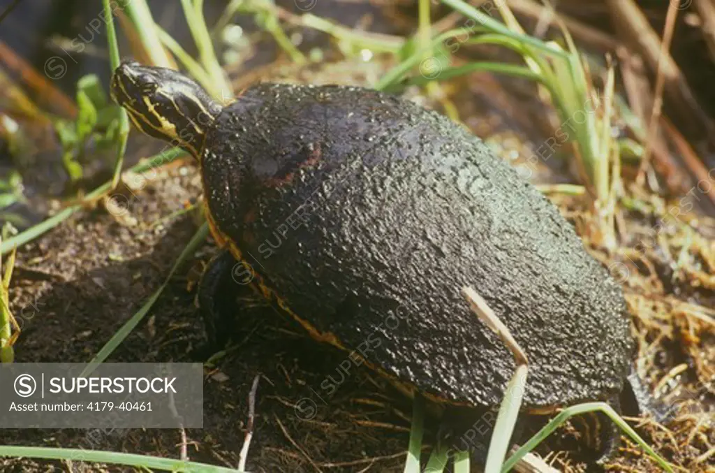Florida Red-bellied Turtle (Pseudemys nelsoni)  Florida Everglades