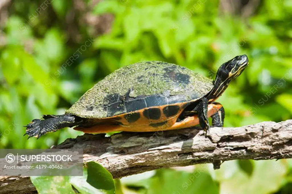 Florida Redbelly Turtle  (Pseudemys nelsoni) sunning on Log, Silver River near Ocala, FL, it's source is Silver Springs which pumps out 550 million galons of water a day.