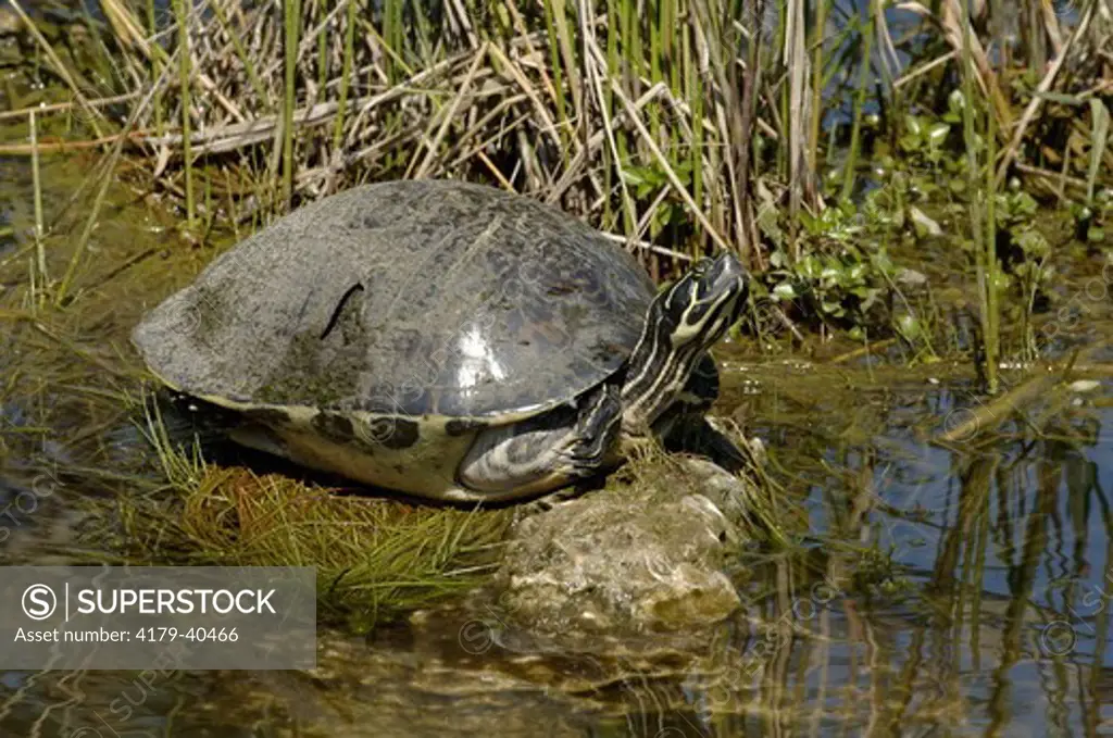Florida Red-bellied Turtle sunning (Chrysemys nelsoni) Everglades National Park, Florida