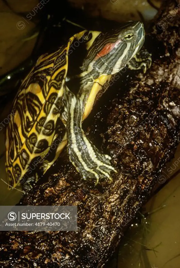 Red-Eared Turtle (Chrysemys scripta elegans) Central USA