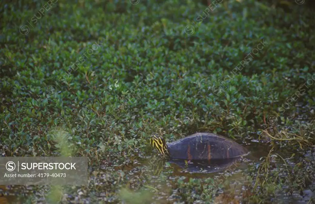 Florida Red-bellied Turtle (Pseudemys nelsoni), Everglades, Florida