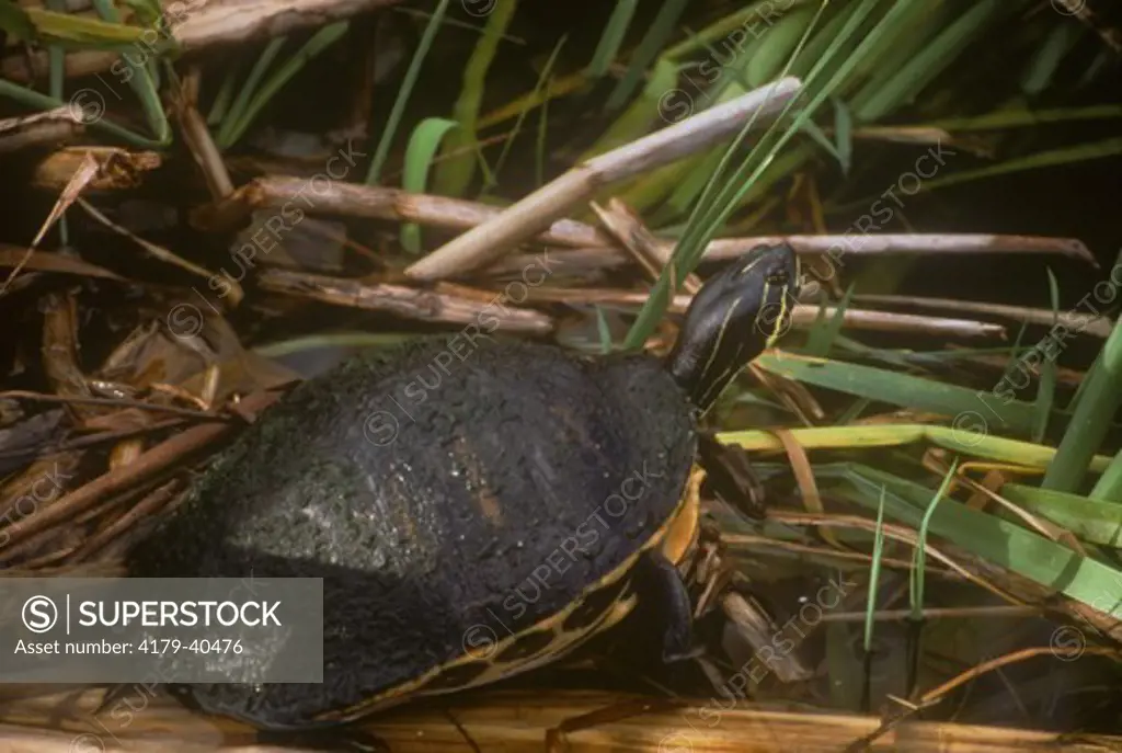Red-bellied Turtle (Pseudemys nelsoni), Everglades, FL