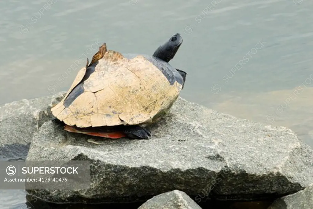 An Eastern Red-bellied Turtle (Pseudemys rubriventris / Chrysemys rubriventris), basks on a rock while shedding its shell at the Brick Reservoir in Brick, NJ, USA.